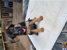 german shepherd puppy posted by t g
